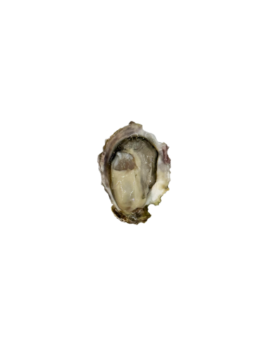 JAPANESE OYSTER SMALL 50-60gr