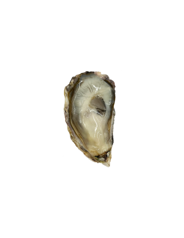 JAPANESE OYSTER MEDIUM 60-80gr