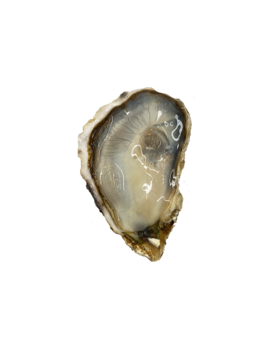 JAPANESE OYSTER LARGE 80-100gr